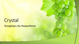  Presentation with bunch - PPT layouts consisting of grape bunch growing background and a blonde colored foreground