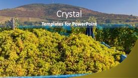  Presentation with grape - Presentation featuring grape-collection-at-vintage-time background and a teal colored foreground