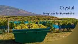  Presentation with grape - PPT theme having grape-collection-at-vintage-time background and a light blue colored foreground
