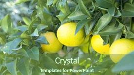  Presentation with fruit tree - Presentation theme enhanced with grape fruit on tree background and a  colored foreground