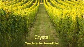  Presentation with growing - Theme featuring grape harvest - endless vines in a row background and a tawny brown colored foreground