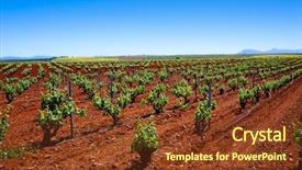  Presentation with vineyards - Slide set enhanced with grape harvest - ribera del guadiana vineyards background and a tawny brown colored foreground