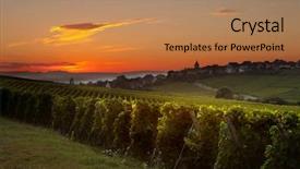  Presentation with morning sunrise - Amazing PPT layouts having grape harvest - summer morning sunrise backdrop and a coral colored foreground