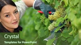  Presentation with vine - Colorful presentation theme enhanced with grape harvest - woman pruning vine backdrop and a tawny brown colored foreground