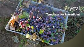  Presentation with grape - Amazing PPT layouts having grape harvest in mendoza argentina backdrop and a gray colored foreground