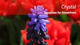  Presentation with grape - PPT layouts consisting of grape-hyacinth-muscari-armeniacum background and a crimson colored foreground