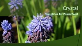  Presentation with grape - PPT theme with grape-hyacinth-muscari-armeniacum background and a tawny brown colored foreground