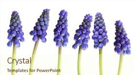  Presentation with grape - Slide set with grape-hyacinth muscari flower in a row isolated on white background background and a cream colored foreground