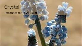  Presentation with grape - Slide set featuring grape-hyacinth-or-muskari-closeup background and a coral colored foreground