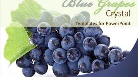  Presentation with grape - PPT layouts with tendril - grapes with grape leaf background and a teal colored foreground
