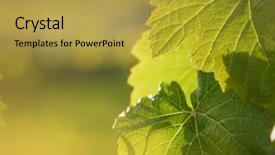  Presentation with grapevine - Beautiful theme featuring grape leaf growing on grapevine backdrop and a yellow colored foreground
