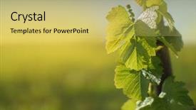  Presentation with grapevine - PPT layouts having grape leaf growing on grapevine background and a yellow colored foreground