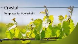  Presentation with grapevine - Amazing slide set having grape leaves growing on grapevine backdrop and a light blue colored foreground