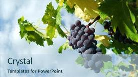  Presentation with grape vine - PPT theme featuring grape of black vine ripe background and a  colored foreground