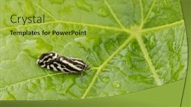  Presentation with grape - Presentation theme featuring grape-phylloxera-on-the-leaf background and a yellow colored foreground