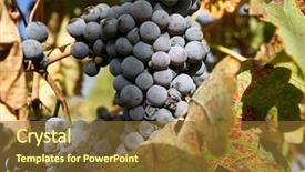  Presentation with plantation - Colorful slide deck enhanced with grape plantation in the city backdrop and a tawny brown colored foreground