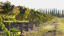  Presentation with plantation - Slide deck having grape plantation in the city background and a tawny brown colored foreground