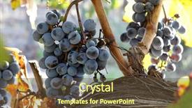  Presentation with plantation - Amazing PPT layouts having grape plantation in the city backdrop and a tawny brown colored foreground