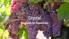  Presentation with agriculture field - Slides consisting of grape tree - agriculture wine red grapefruit field background and a tawny brown colored foreground