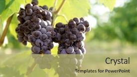  Presentation with agriculture field - Cool new presentation design with grape tree - agriculture wine red grapefruit field backdrop and a yellow colored foreground