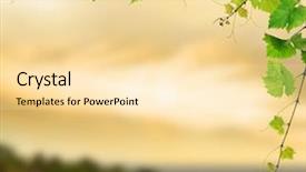  Presentation with vineyard - Colorful slide deck enhanced with grape vine - fresh grapevine on background backdrop and a blonde colored foreground