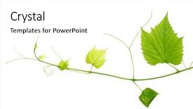  Presentation with vine wine - Amazing PPT layouts having grape vine - green wine leaves backdrop and a white colored foreground