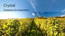  Presentation with vineyard - Amazing slides having grape vine - vineyard in germany backdrop and a light blue colored foreground