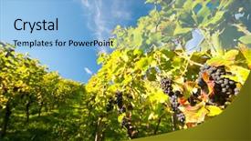  Presentation with vineyard - Cool new presentation design with grape vine - vineyard in hessen germany backdrop and a light blue colored foreground