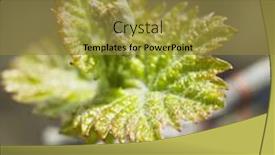  Presentation with grape vine - Theme with grape-vine-bud background and a gold colored foreground