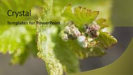  Presentation with grape vine - Theme having crop production - grape-vine bud background and a gold colored foreground