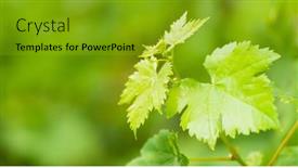  Presentation with grape vine - PPT theme with grape-vine-leaves-in-vineyard background and a gold colored foreground