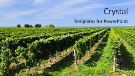  Presentation with growing - Amazing presentation theme having grape vines growing in niagara backdrop and a light blue colored foreground