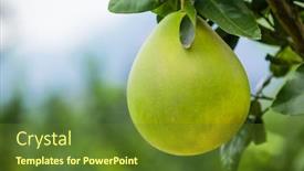  Presentation with growing tree - Colorful theme enhanced with grapefruit-growing-up-in-tree backdrop and a tawny brown colored foreground