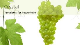  Presentation with grape vine - Audience pleasing presentation theme consisting of grapes-and-vine-leaves-isolated backdrop and a blonde colored foreground
