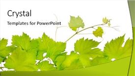  Presentation with grape - Beautiful slide deck featuring grapes border - fresh grape leaves isolated backdrop and a white colored foreground