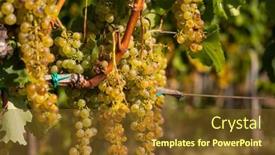  Presentation with unesco - Slide deck consisting of grapes-harslevelu-in-tokaj-region background and a tawny brown colored foreground
