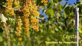  Presentation with unesco - PPT theme enhanced with grapes-harslevelu-in-tokaj-region background and a tawny brown colored foreground
