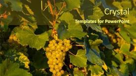  Presentation with hungary - Presentation theme having grapes-in-tokaj-region-great background and a tawny brown colored foreground