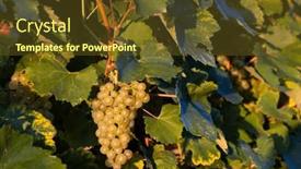  Presentation with hungary - Presentation theme having grapes-in-tokaj-region-great background and a tawny brown colored foreground