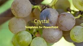  Presentation with mold - Slide deck enhanced with grapes-infested-with-rot background and a tawny brown colored foreground