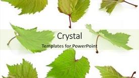  Presentation with grape vine - Slide set having grapes leaves macro shot collection background and a soft green colored foreground