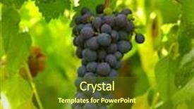  Presentation with vine - Amazing theme having grapes of black vine ripe backdrop and a tawny brown colored foreground