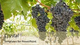  Presentation with vine - Theme with grapes of black vine ripe background and a yellow colored foreground