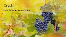  Presentation with vineyard - Presentation having grapes on a vineyard background and a yellow colored foreground
