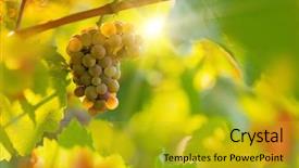  Presentation with vineyard - Colorful slides enhanced with grapes on a vineyard backdrop and a gold colored foreground