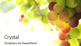  Presentation with grapevine - Theme enhanced with grapes on grapevine in vineyard background and a white colored foreground