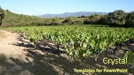  Presentation with vine - Beautiful presentation featuring grapes on the vine provence france backdrop and a tawny brown colored foreground