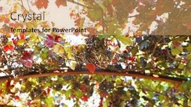  Presentation with vine - Presentation design with grapes on vine sunny day background and a yellow colored foreground