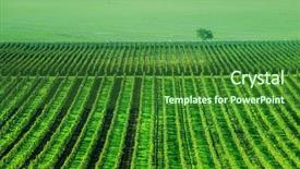  Presentation with grape vine wine grapes - Slide set with grapes plantation and lonely tree background and a forest green colored foreground