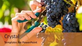  Presentation with sunshine - Audience pleasing slide deck consisting of grapes with shear at harvest backdrop and a gold colored foreground